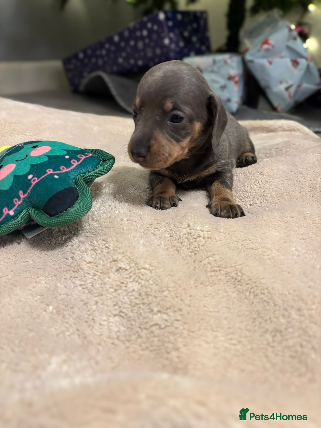 Miniature Dachshund dogs for sale: 6 Miniature dacshund puppies  - Advert 11