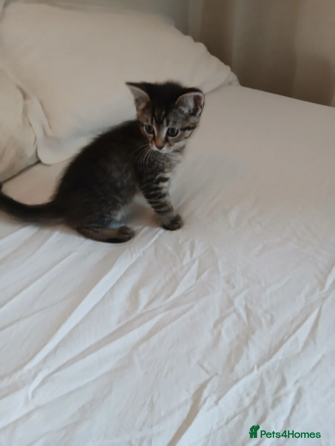 Mixed Breed cats for sale: 4 boys looking for a forever home - Advert 2