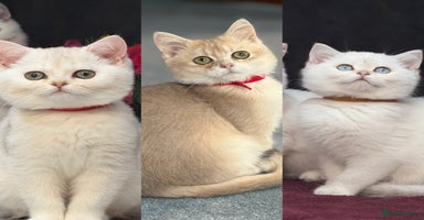 British Shorthair cats - Advert 9
