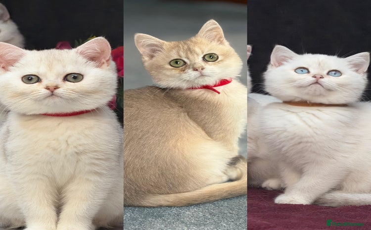 British Shorthair cats - Advert 2