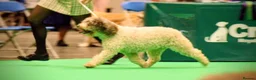 Spanish Water Dog dogs for sale: Spanish water dog  - Advert 28