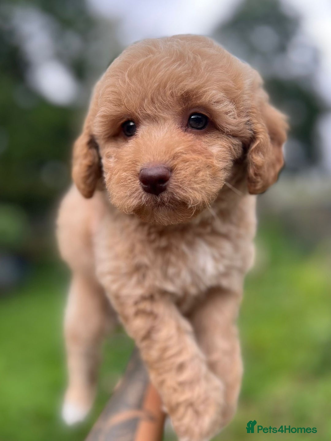 Cockapoo dogs for sale: Colourful Cockapoos 🌈 Raised Right ✨ - Image 11