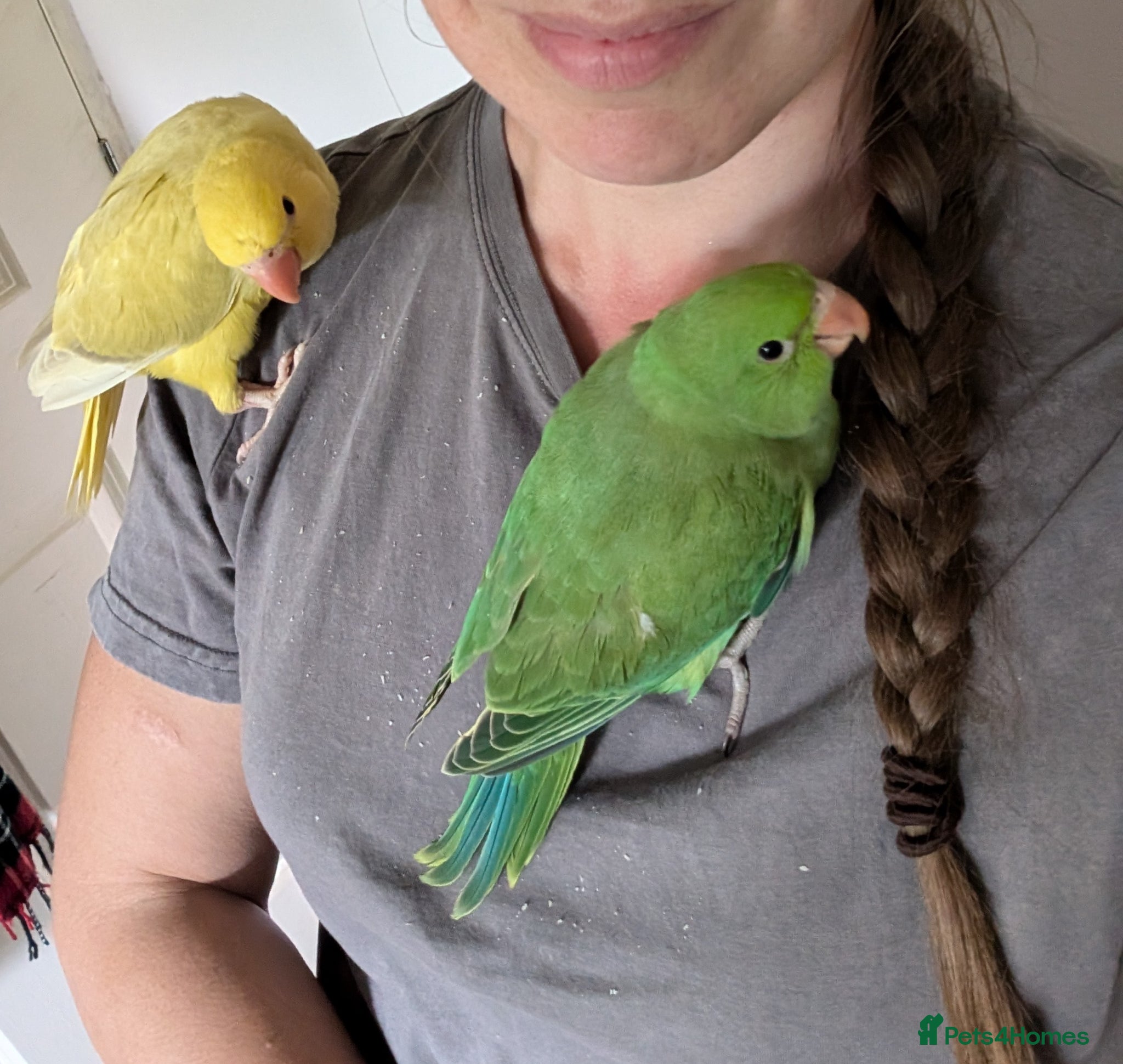 Ringnecks birds READY TO GO *Handreared ringnecks  - Advert 1