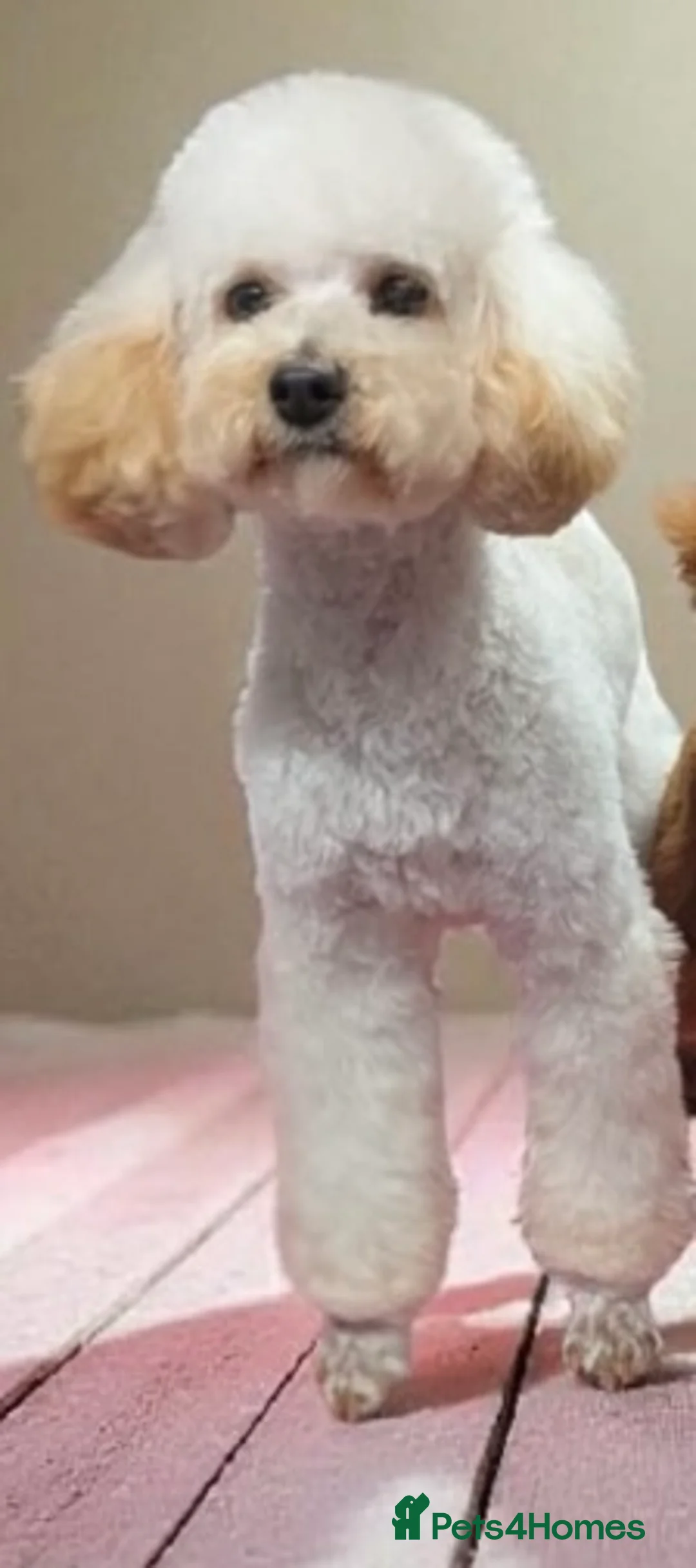 Toy Poodle dogs for sale: FEMALE TOY POODLE FOR SALE  - Advert 2