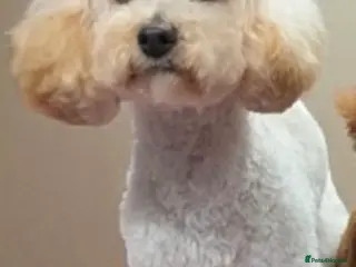 Toy Poodle dogs FEMALE TOY POODLE FOR SALE - Advert 1