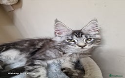 Maine Coon cats for sale: 🥰MC Kittens🥰 - Image 14