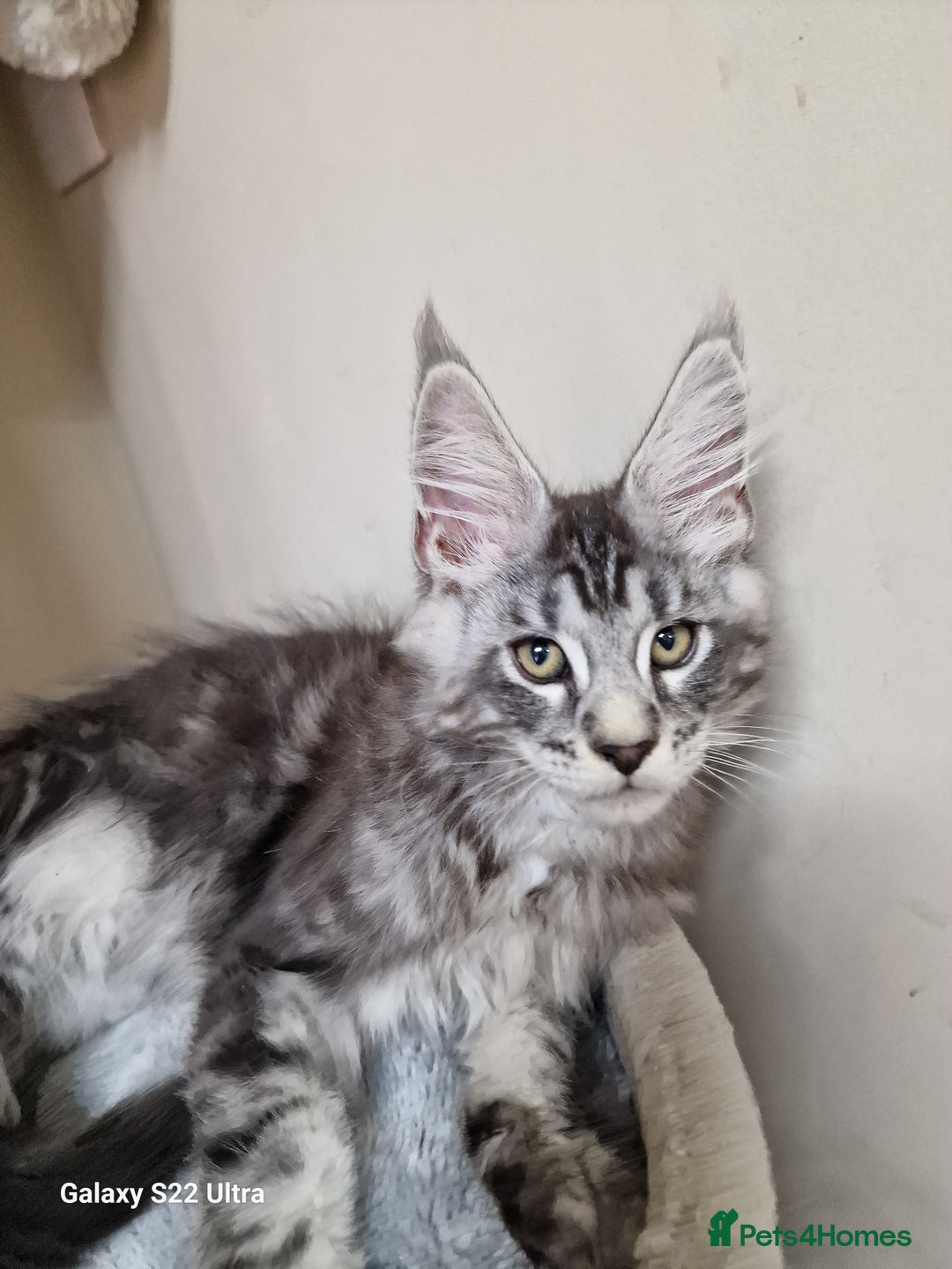 Maine Coon cats for sale: 🥰MC Kittens🥰 - Image 14