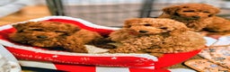Miniature Poodle dogs for sale: MINIATURE POODLE BOYS NOW AVAILABLE!  - Advert 3