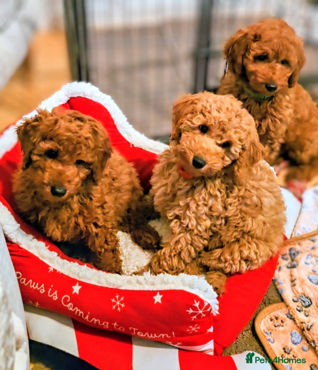 Miniature Poodle dogs for sale: MINIATURE POODLE BOYS NOW AVAILABLE!  - Advert 3