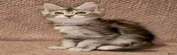 Maine Coon cats for sale: ACTIVE TICA Registered Shaded & Shaded lines - Advert 25