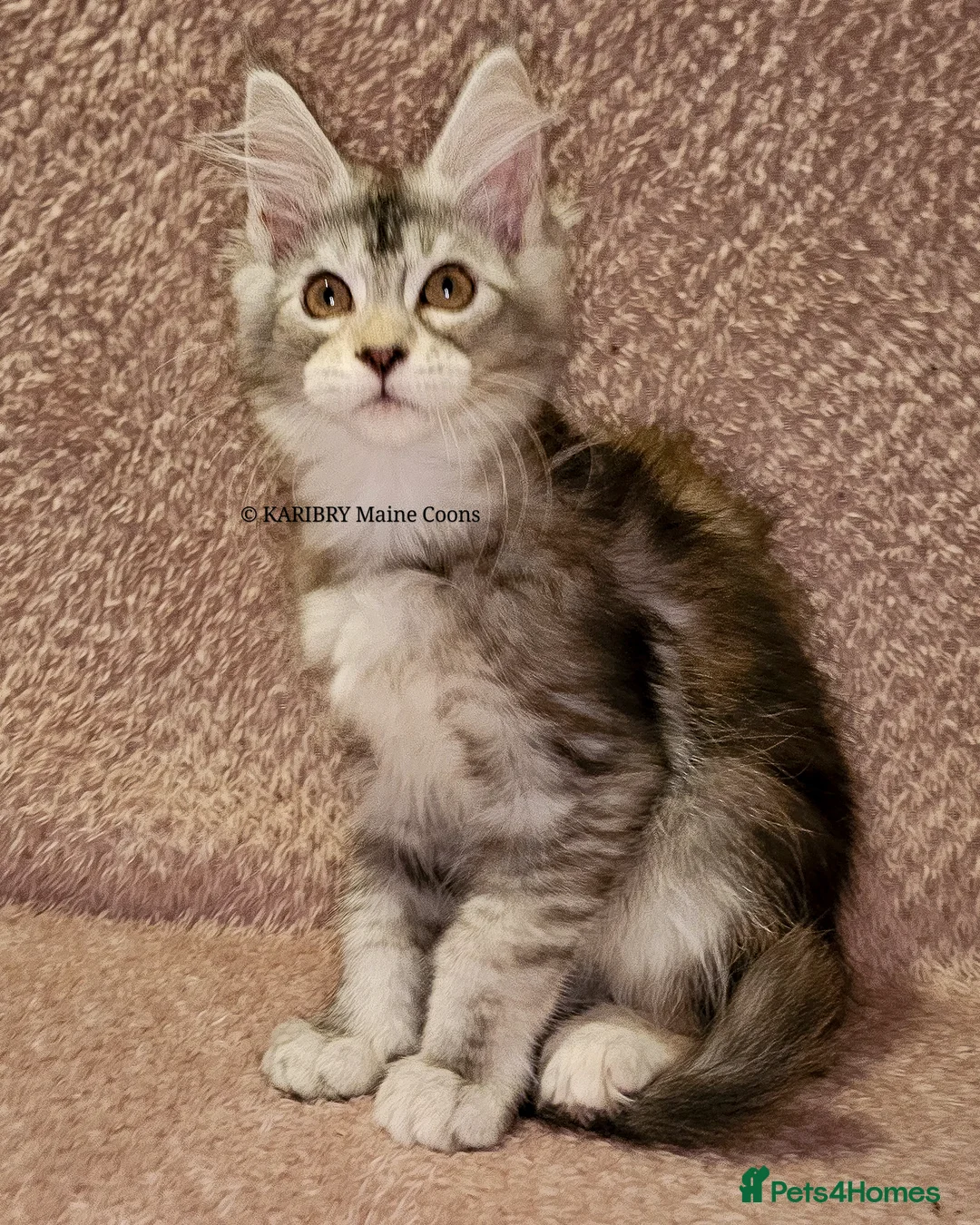 Maine Coon cats for sale: ACTIVE TICA Registered Shaded & Shaded lines - Advert 25