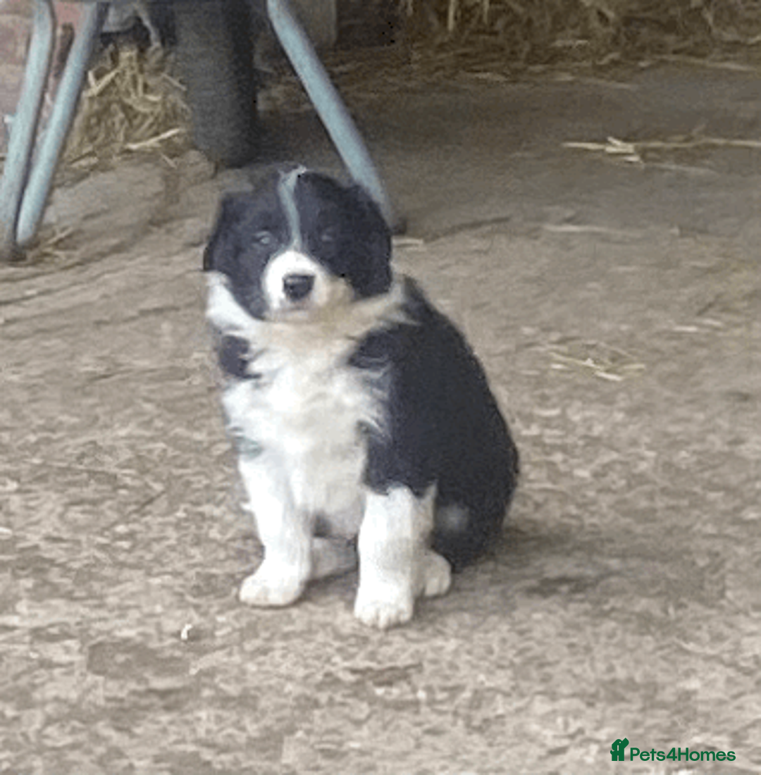 Border Collie dogs for sale: Collie pups - Advert 5