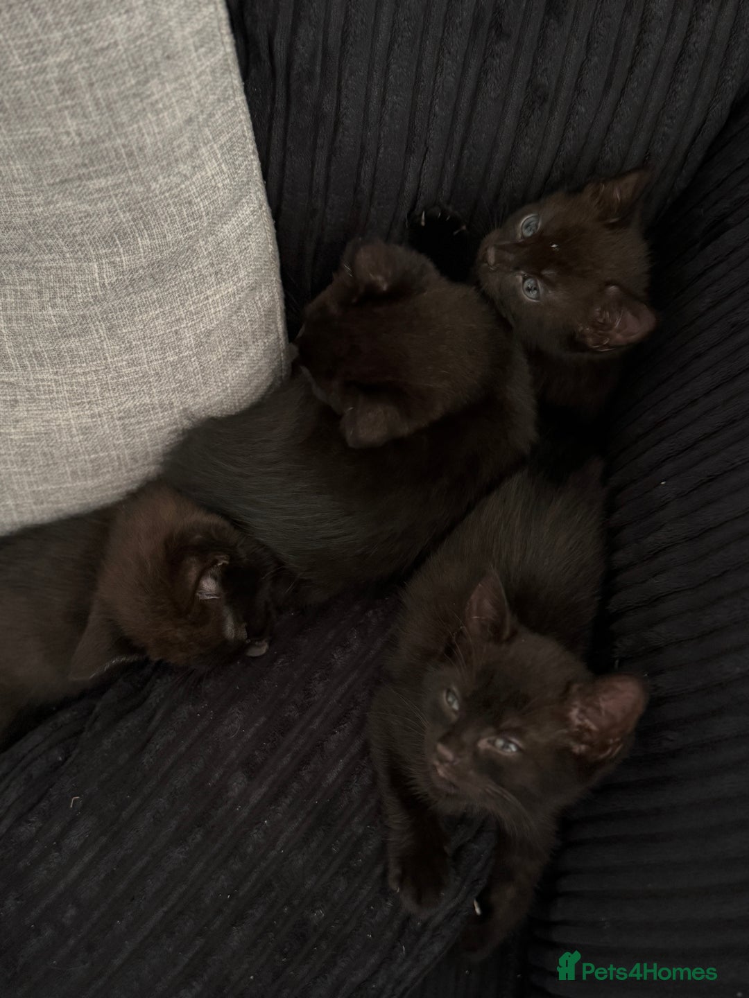 Mixed Breed cats for sale: Little kittens  - Image 3