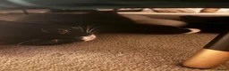 British Shorthair cats for sale: 3 beautiful pedigree kittens, white siblings!  - Advert 7