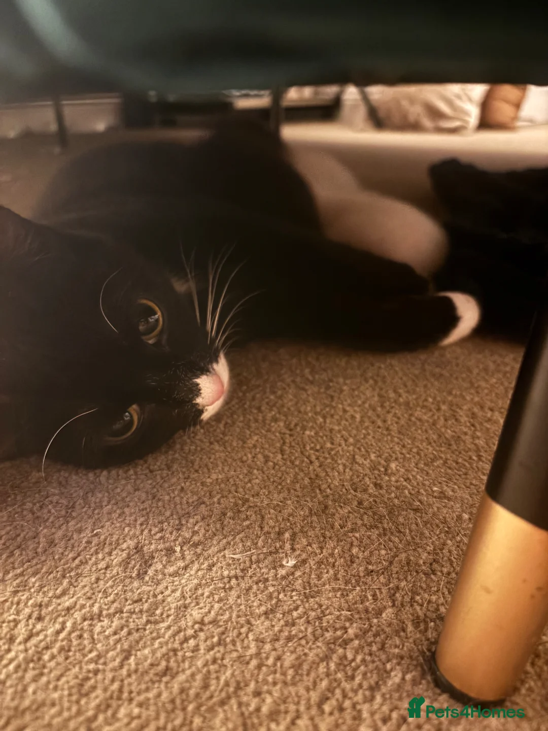 British Shorthair cats for sale: 3 beautiful pedigree kittens, white siblings!  - Advert 7