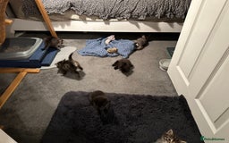 Mixed Breed cats for sale: Social loving ragdoll cross fluffy black blue eyes - Image 4