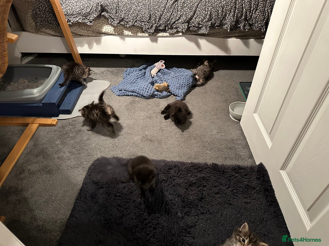 Mixed Breed cats for sale: Social loving ragdoll cross fluffy black blue eyes - Image 4