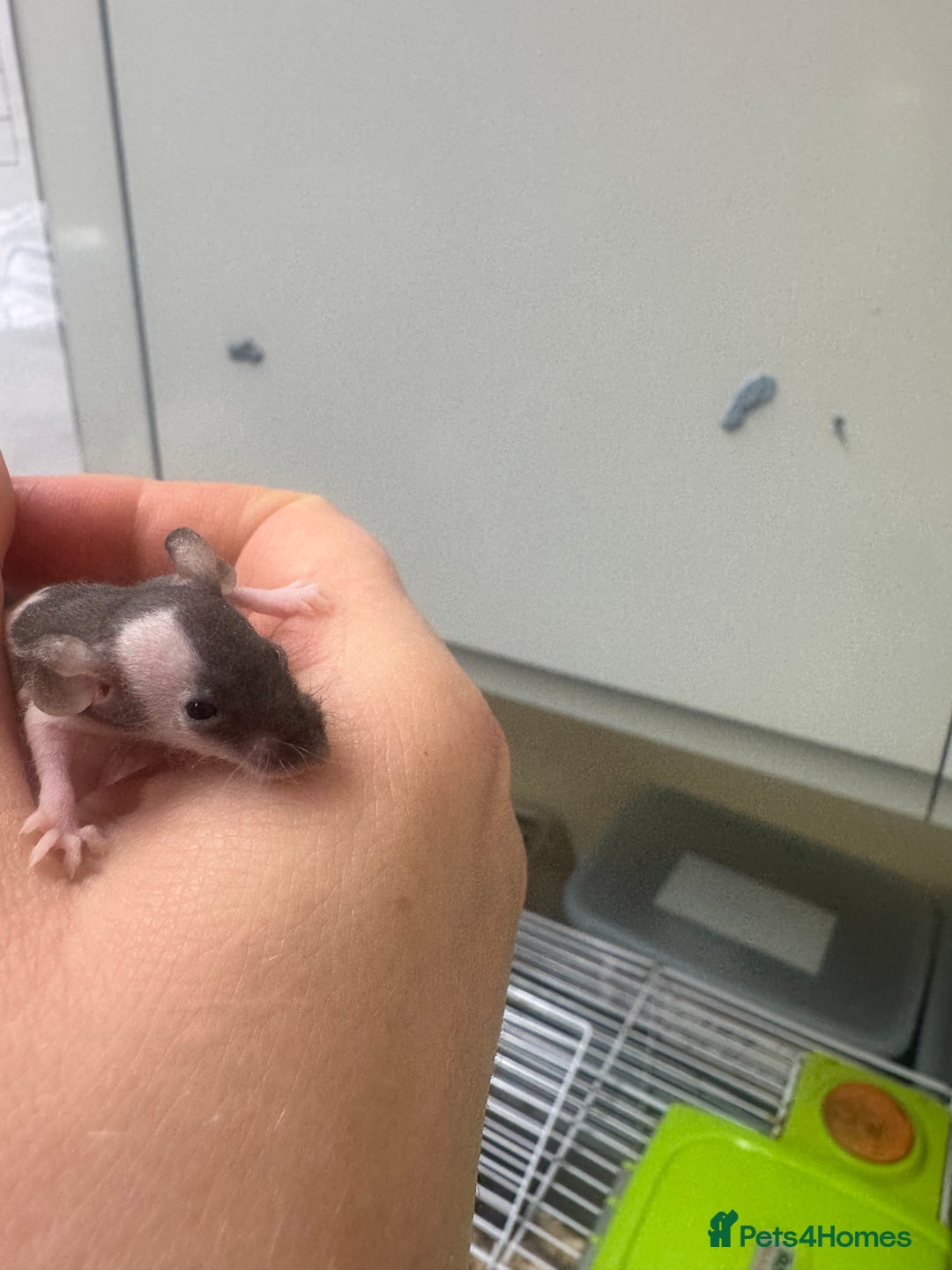 Mouse rodents for sale: Naked mice babies for sale - Advert 6