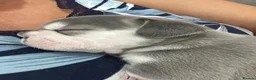 French Bulldog dogs for sale: French bull dogs  - Advert 20