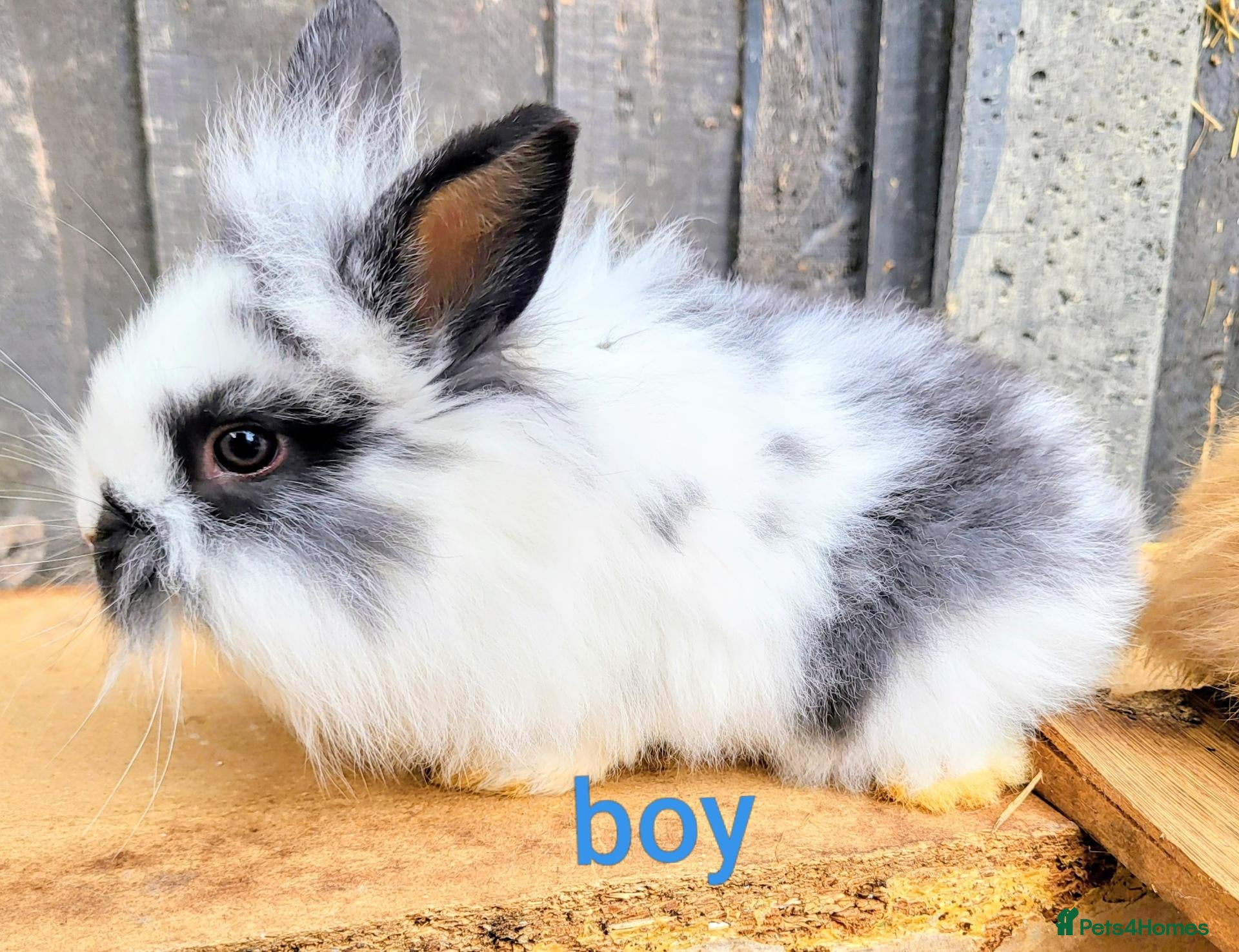 Mini Lop rabbits Mini lionlop   - Advert 17