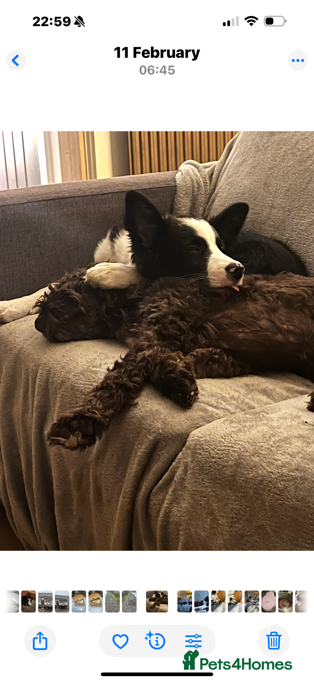 Bordoodle dogs for sale: 🐾 Beautiful Bordoodle Puppies Available 🐾 - Advert 8