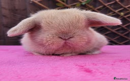 Mini Lop rabbits for sale: Stunning mini lops & bunnies available.  - Image 5
