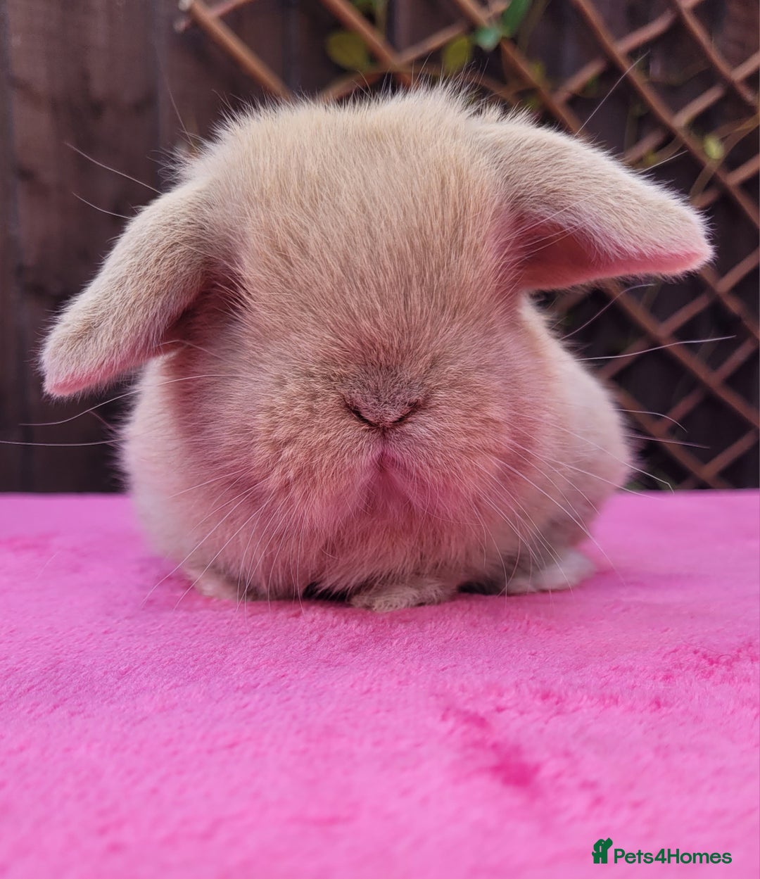 Mini Lop rabbits for sale: Stunning mini lops & bunnies available.  - Image 5