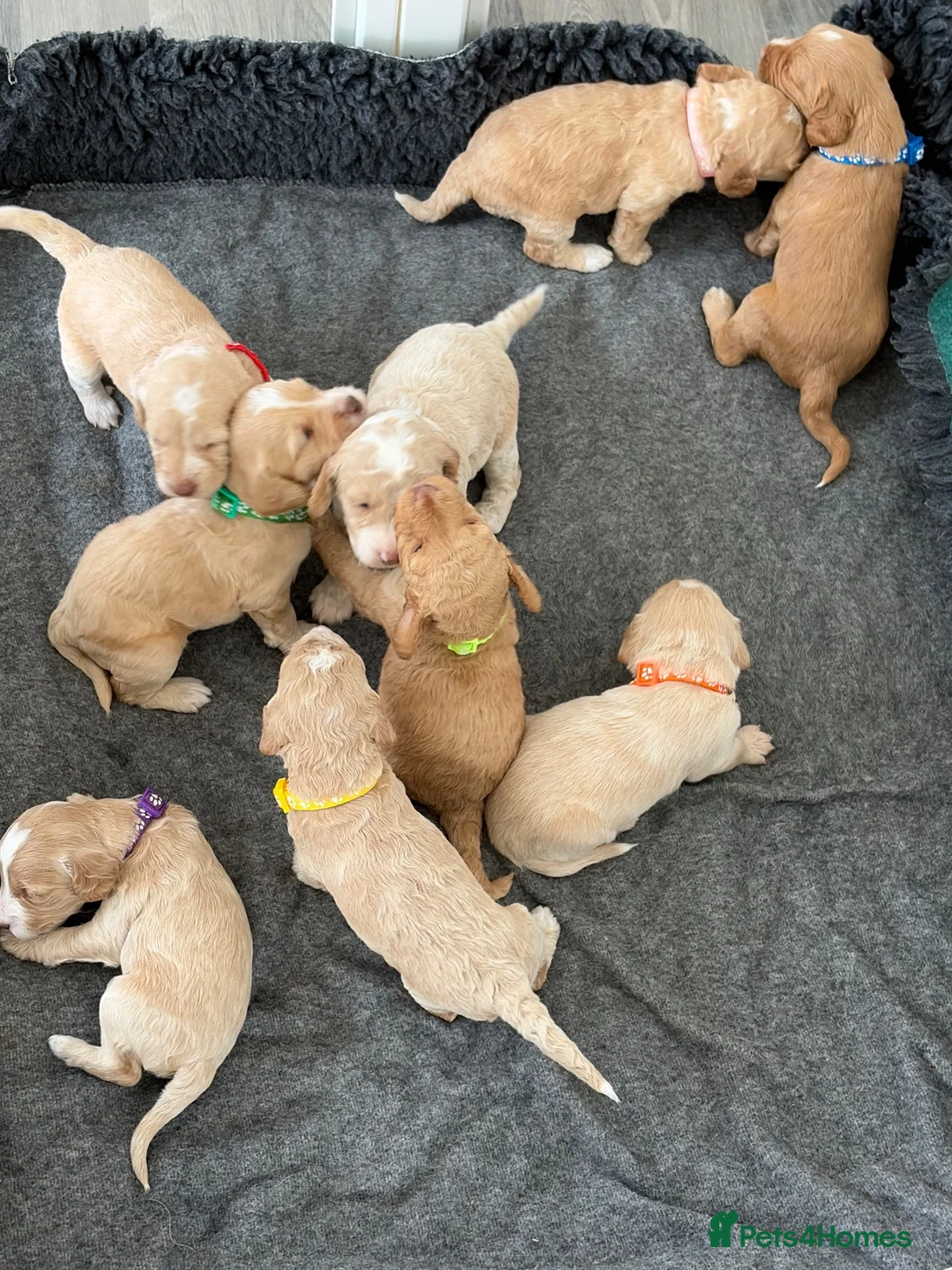 Cockapoo dogs for sale: Cockapoo Puppies  - Advert 1