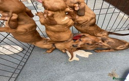 Dachshund dogs for sale: Gorgeous Dachshund Puppies  - Image 10