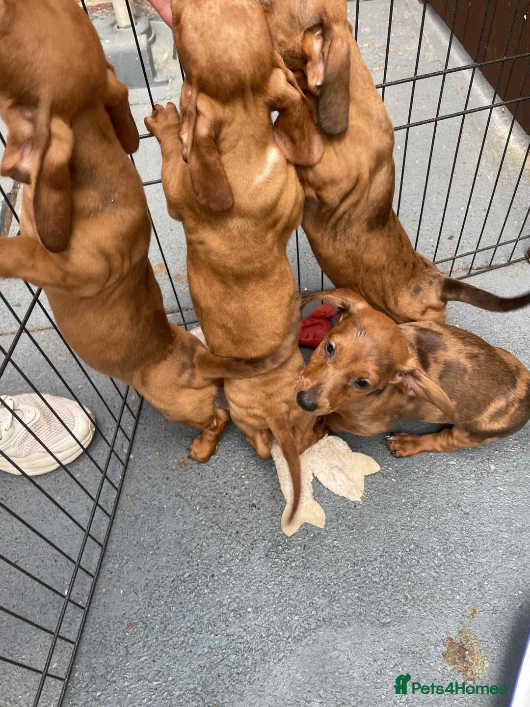 Dachshund dogs for sale: Gorgeous Dachshund Puppies  - Image 10