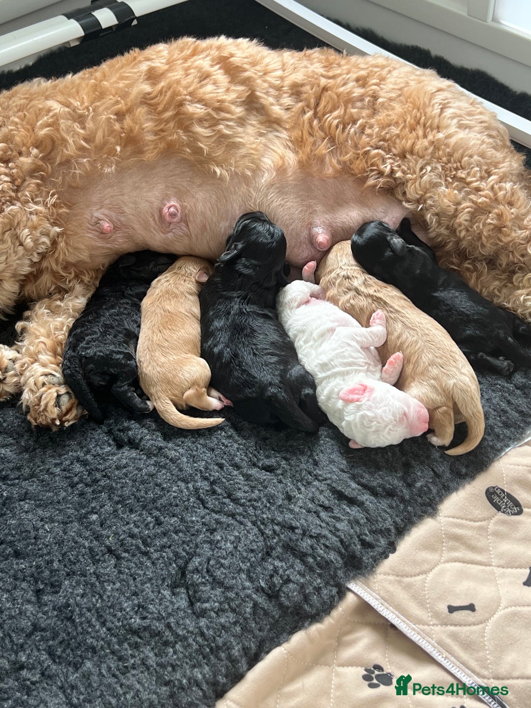 Cavapoo dogs for sale: F1B OUTSTANDING RARE RAINBOW 🌈 BABIES (Cavapoo)  - Image 5