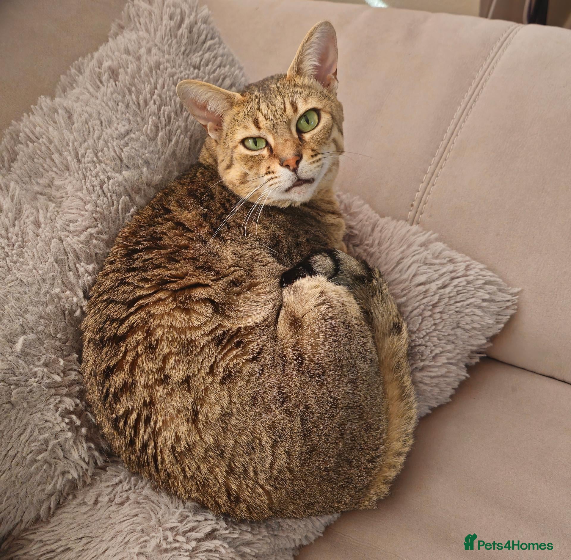 Savannah cats Stunning F4 Savannah Girl Seeking the Perfect Home - Advert 7