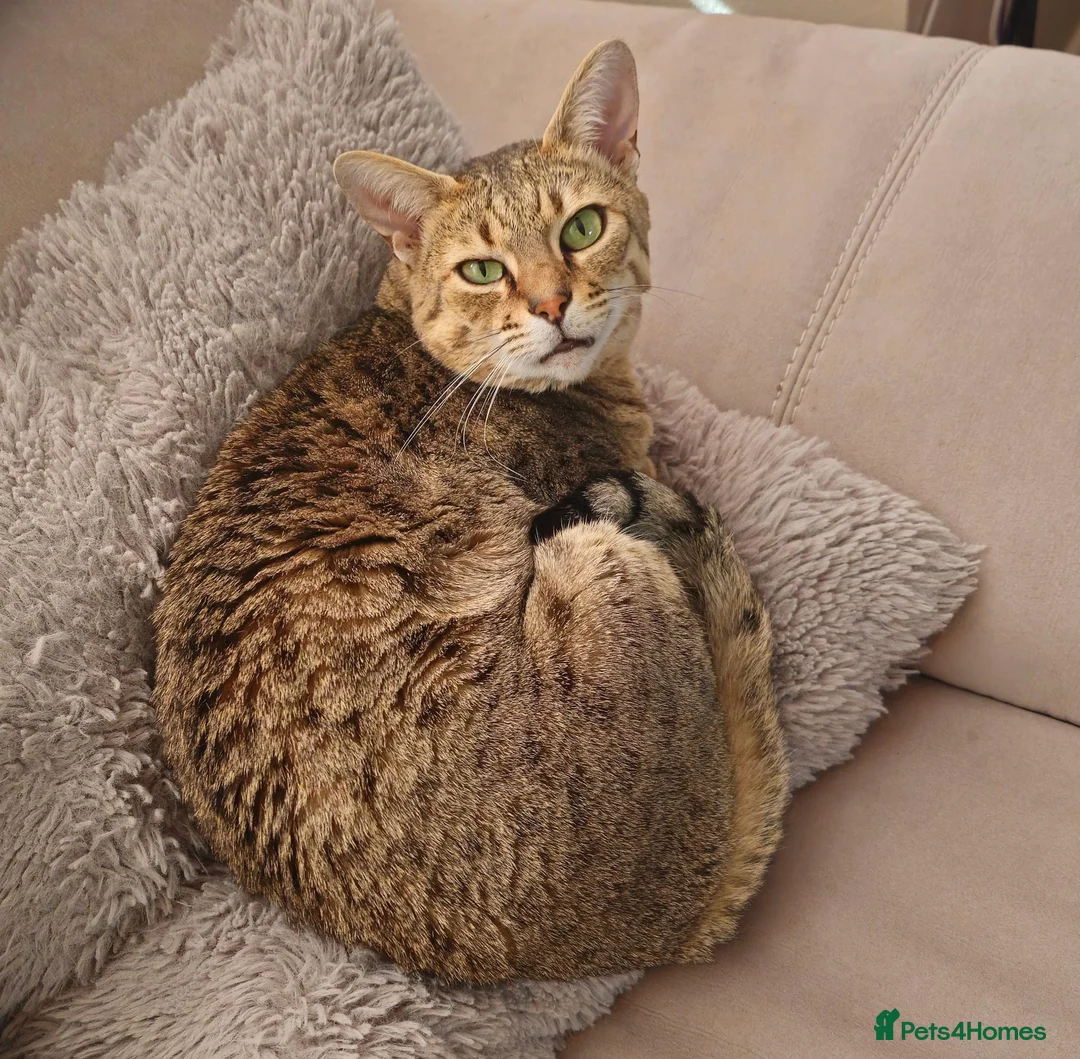Savannah cats for sale: Stunning F4 Savannah Girl Seeking the Perfect Home - Advert 1