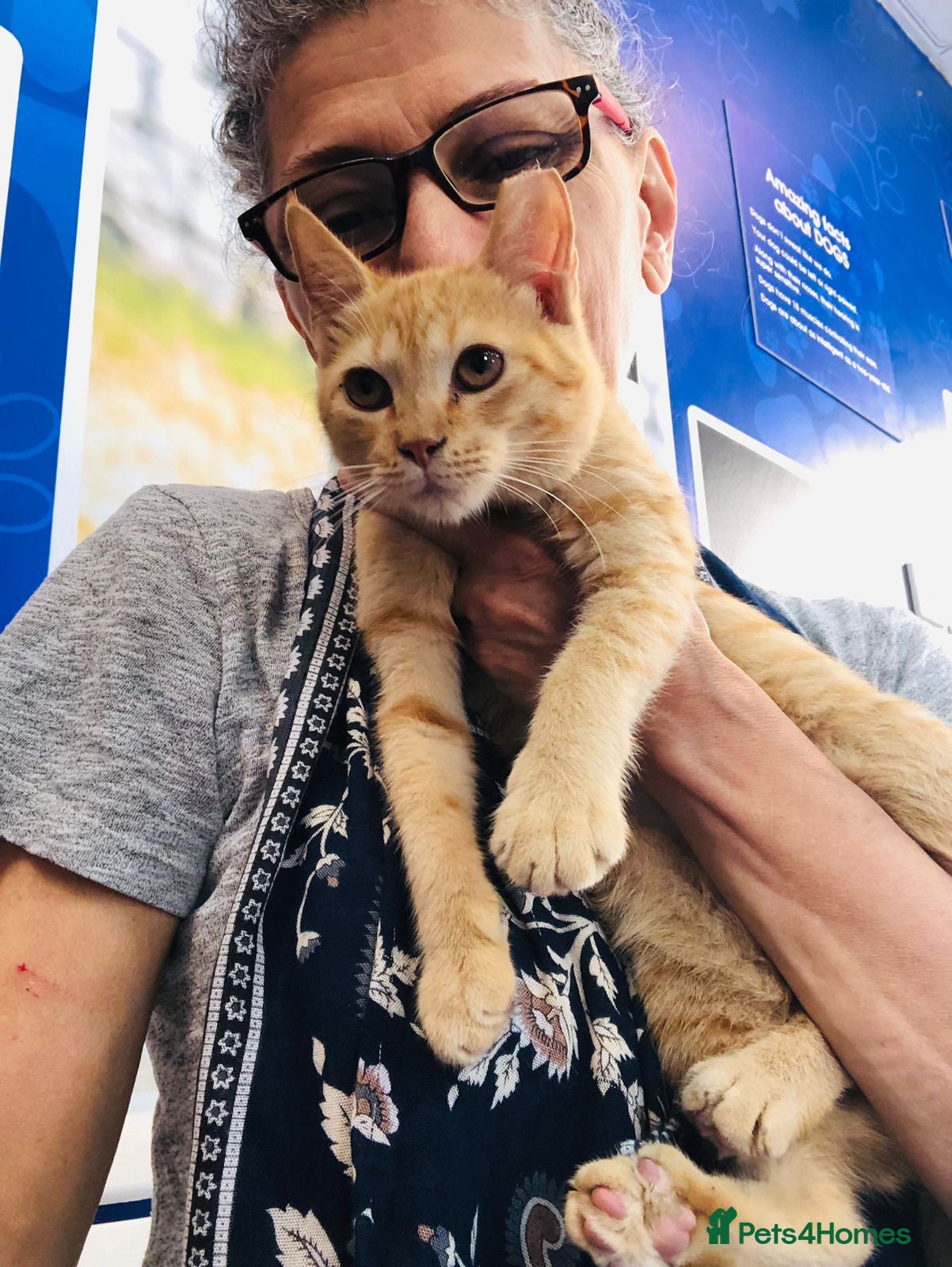 Mixed Breed cats TIKI - RARE GINGER GIRL-FULL OF PERSONALITY &amp; FUN  - Advert 6