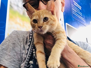 Mixed Breed cats TIKI - RARE GINGER GIRL-FULL OF PERSONALITY & FUN - Advert 16