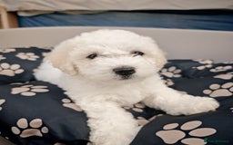 Bichon Frise dogs for sale: Bichon puppy's  - Image 2