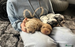 Cockapoo dogs for sale: Rare marked  small cockerpoo puppys  - Advert 26