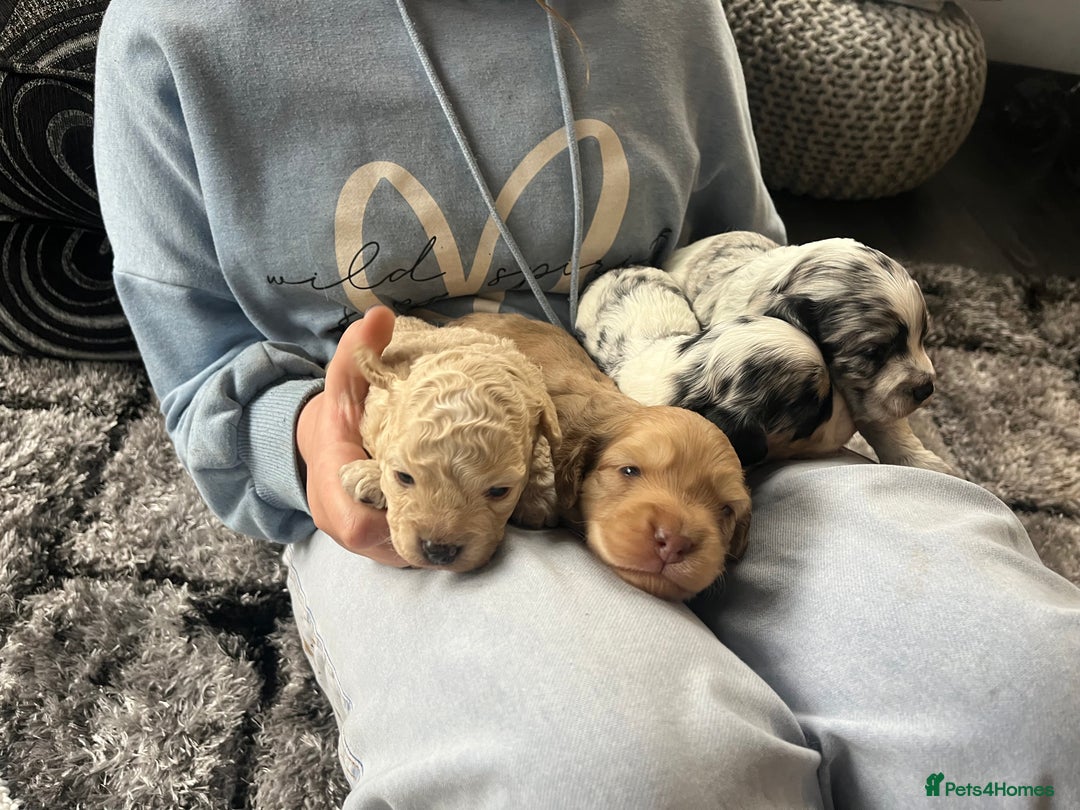 Cockapoo dogs for sale: Rare marked  small cockerpoo puppys  - Advert 26