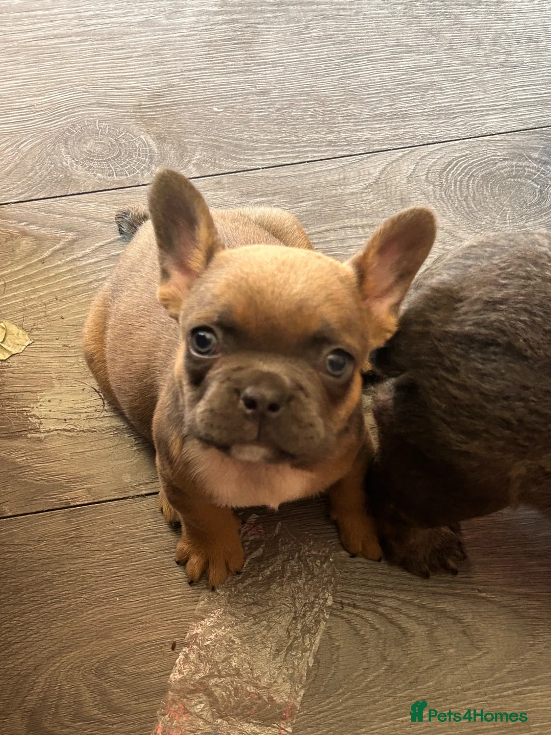 French Bulldog dogs for sale: 3 lovely boys looking for there foreva home  - Advert 2