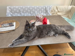 Maine Coon cats Female Blue Mainecoon - Advert 1