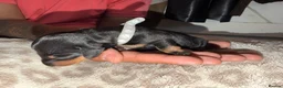 Dachshund dogs for sale: Dachshund Puppies – 2 Reserved, Family Raised - Advert 13