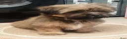 Shih Tzu dogs for sale: Shih  Tzu  girl  - Advert 5