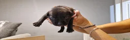 Staffordshire Bull Terrier dogs for sale: Beautiful Staffordshire Bull Terrier Puppies in Stockport - Advert 18
