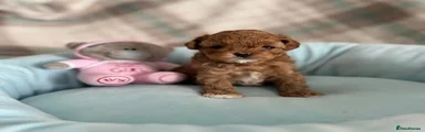 Maltipoo 2