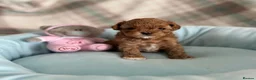 Maltipoo dogs for sale: 🧸True Tiny Asian Maltipoo Puppies DNA Clear🧸 - Advert 10