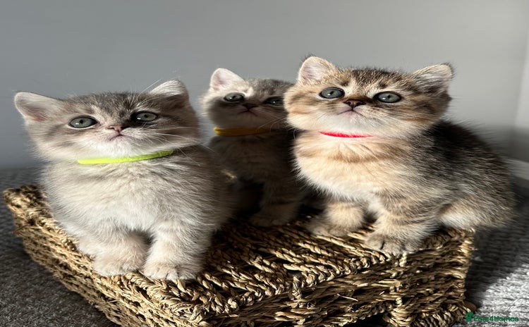 British Shorthair cats - Advert 3