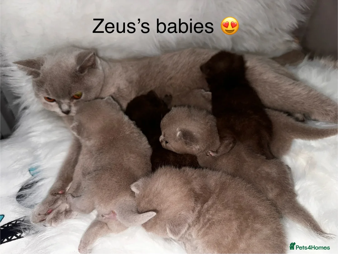 British Shorthair cats for stud: Chocolate British shorthair GCCF Active in London - Advert 8