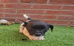 Jack Russell dogs for sale: 2 boys & 1 girl left, Ready & available from today - Image 8
