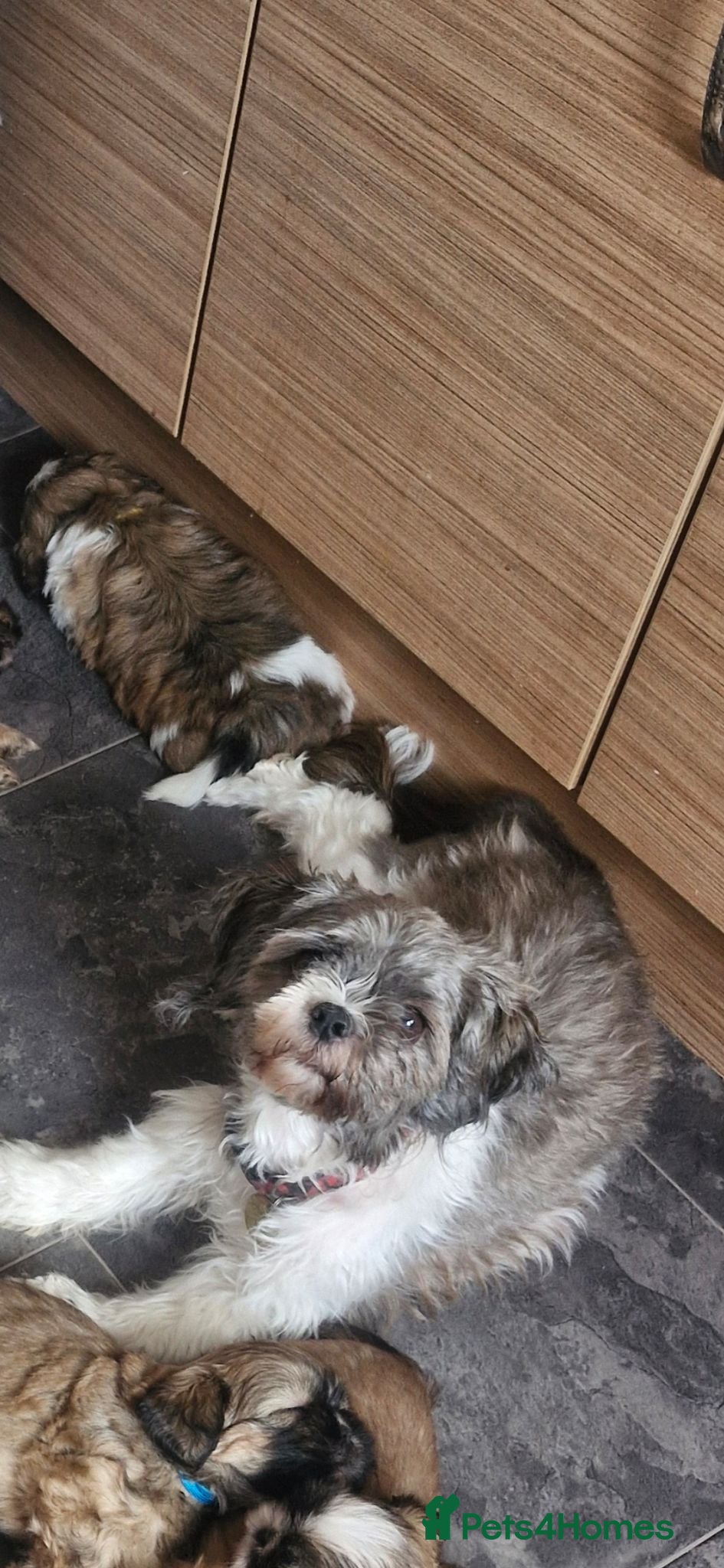 Shih Tzu dogs Shih-tzu puppy's for sale  - Advert 18