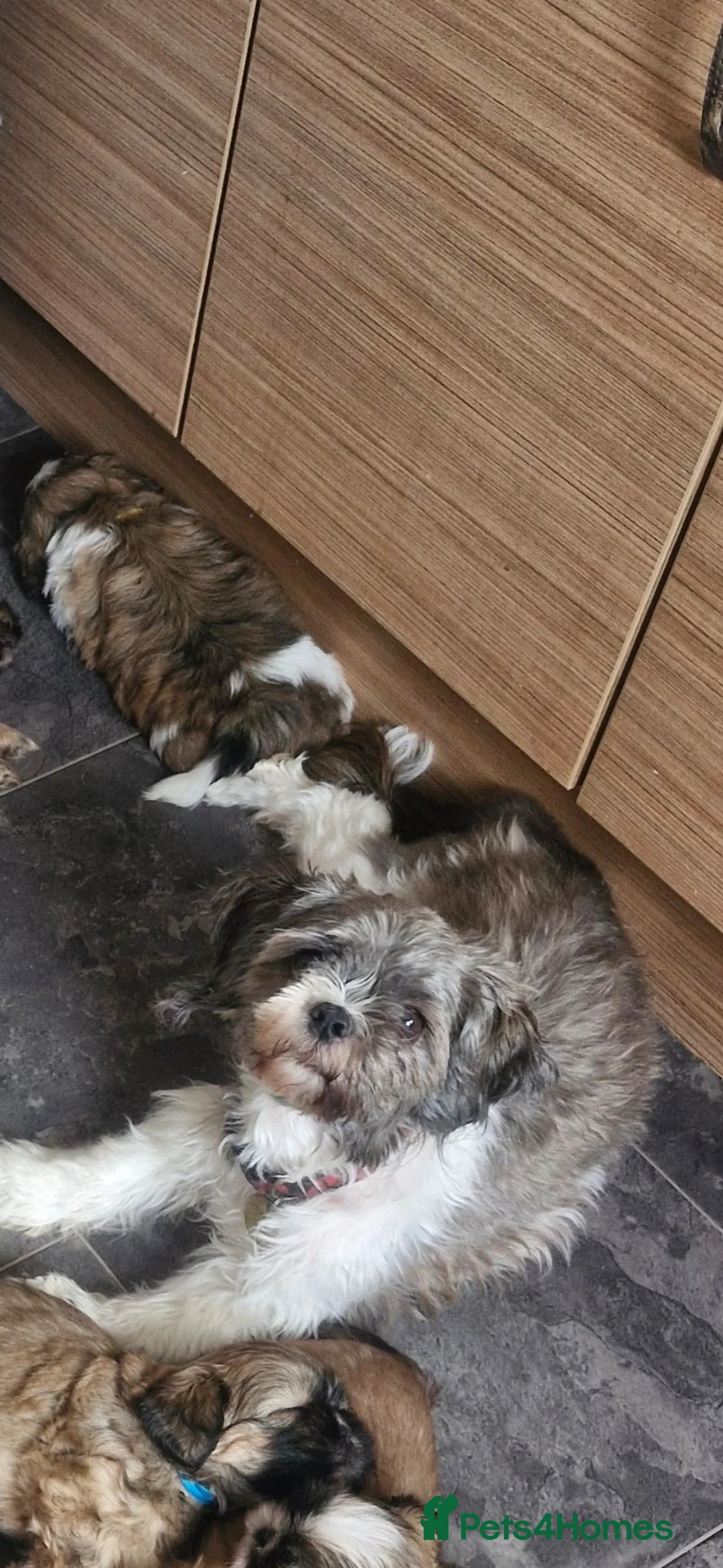 Shih Tzu dogs for sale: Shih-tzu puppy's for sale  - Advert 1